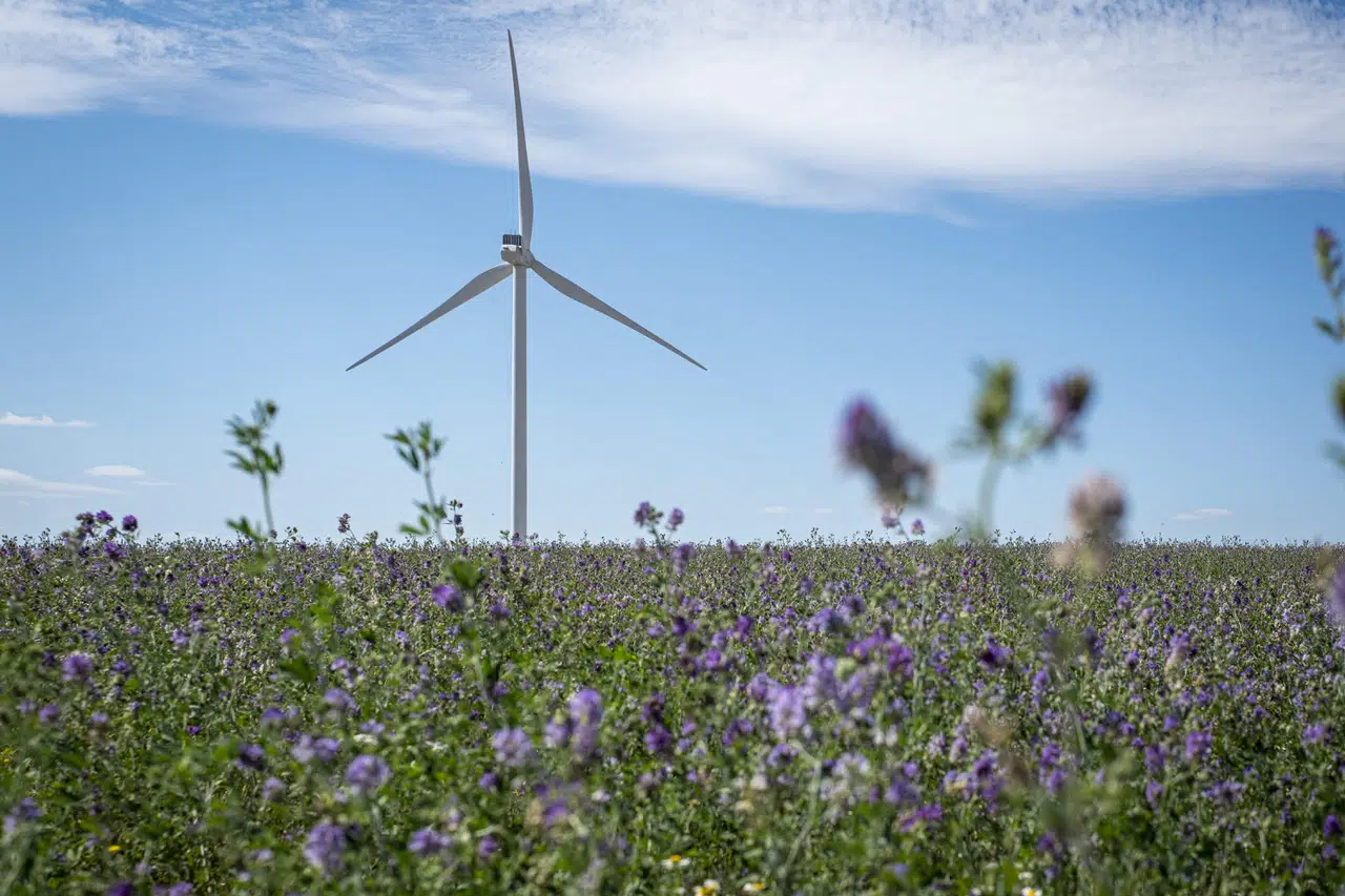 Maintien de la biodiversité au pied des éoliennes
