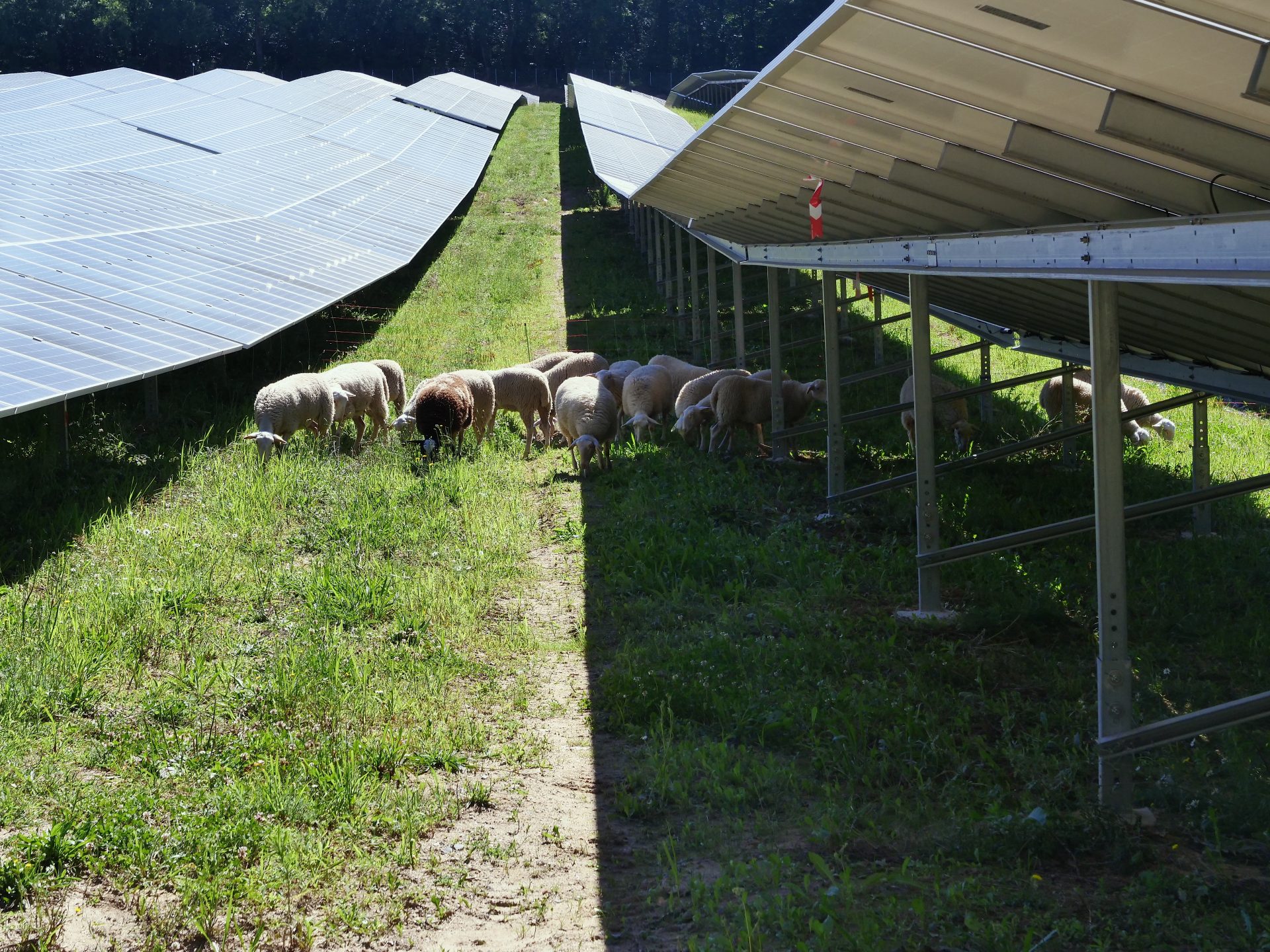 Parc agrivoltaïque sur élevage ovin.
