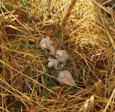 Nichés de jeunes busards dans un champ
