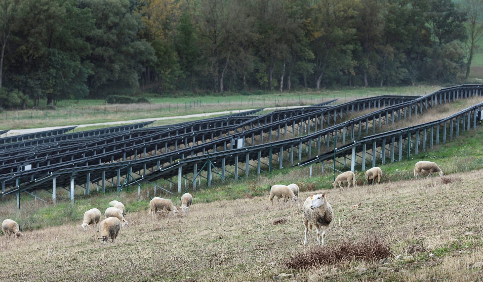 Comité de suivi du projet agrivoltaïque des Billiers