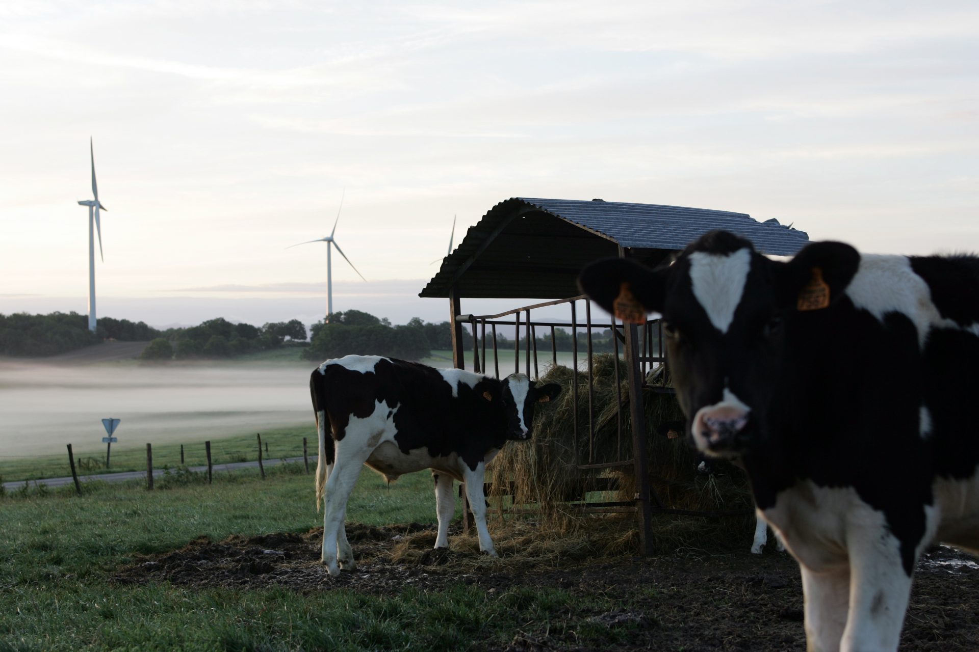 Élevage et éolien : co-exister en toute sécurité